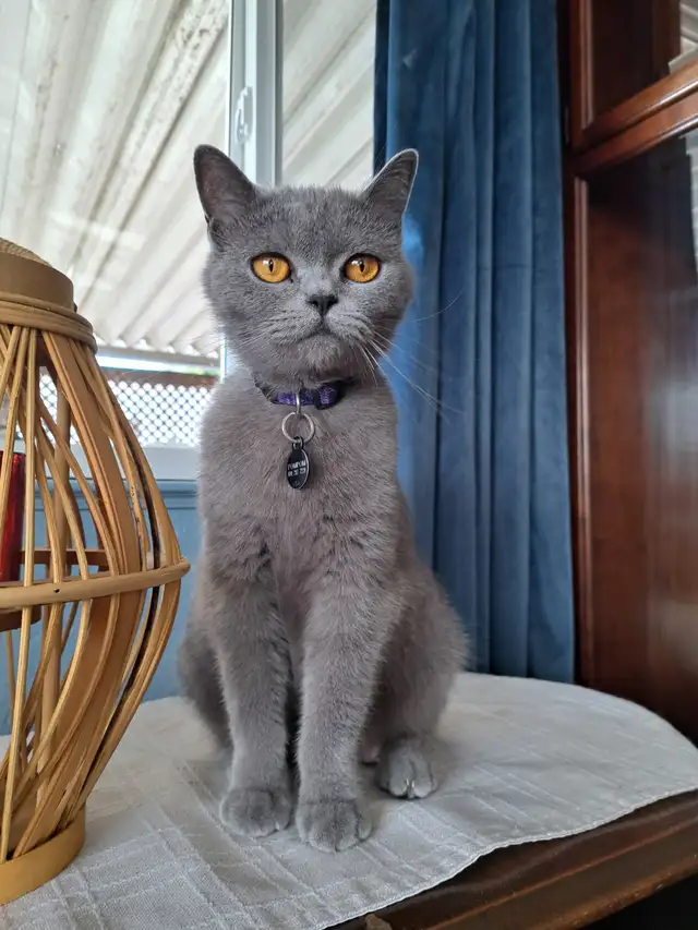 Purebred British Blue Shorthair Kittens - Photo 2