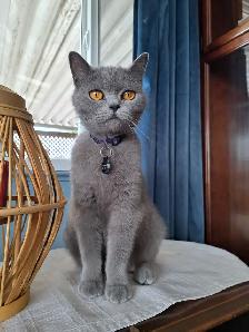 Purebred British Blue Shorthair Kittens - Photo 2