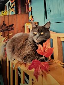 Maincoone XL Blue x British Blue Shorthair