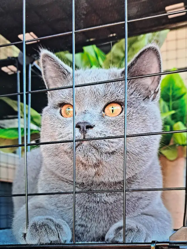 Maincoone XL Blue x British Blue Shorthair - Photo 2
