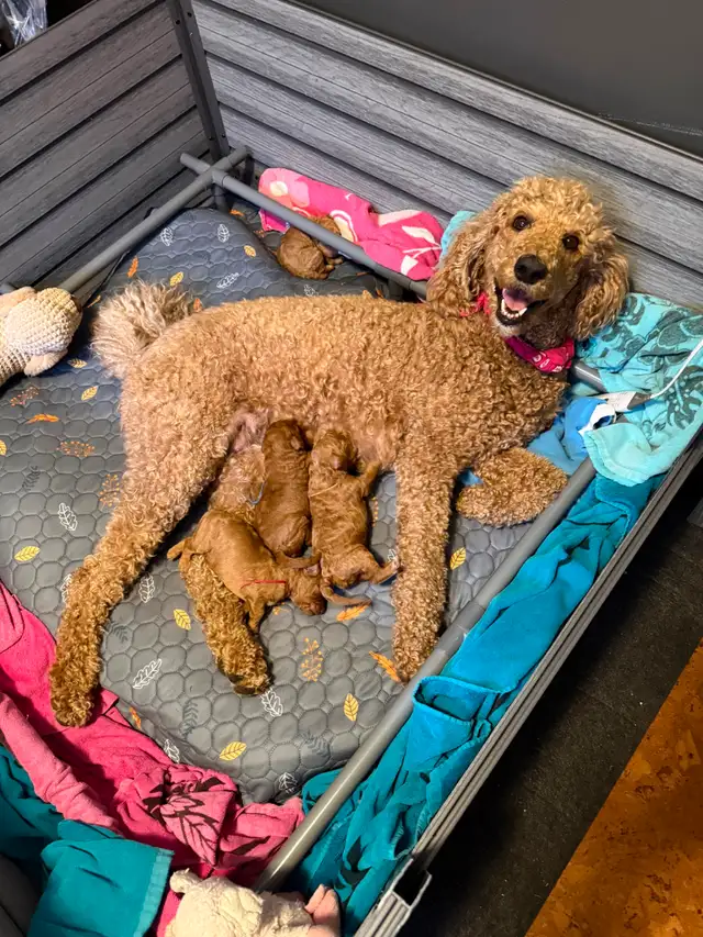 Four Registered Apricot Standard Poodles -  Born April 28th!