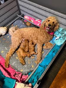 Four Registered Apricot Standard Poodles -  Born April 28th!