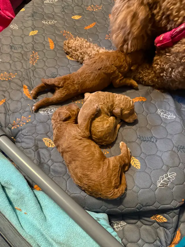 Four Registered Apricot Standard Poodles -  Born April 28th! - Photo 2