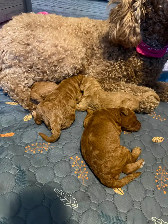 Four Registered Apricot Standard Poodles -  Born April 28th! - Photo 3