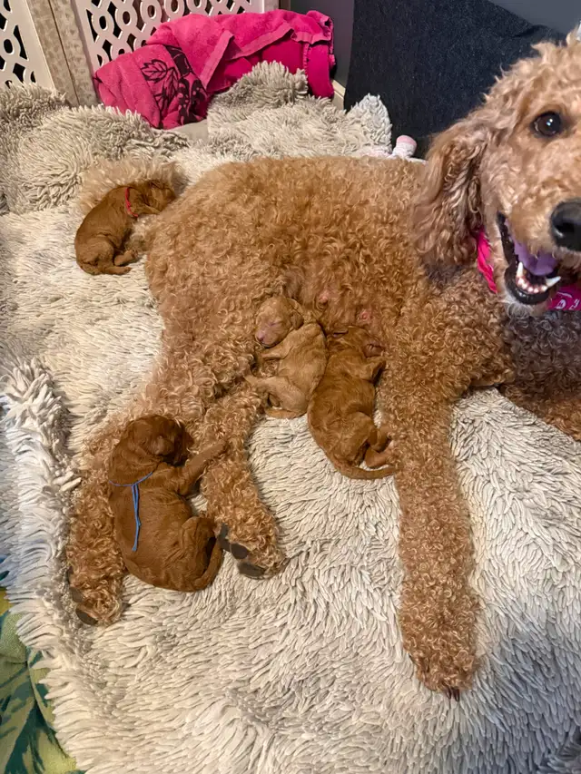 Four Registered Apricot Standard Poodles -  Born April 28th! - Photo 4