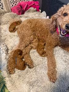 Four Registered Apricot Standard Poodles -  Born April 28th! - Photo 4