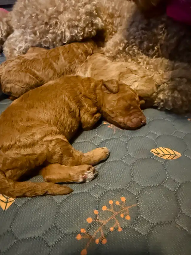 Four Registered Apricot Standard Poodles -  Born April 28th! - Photo 5