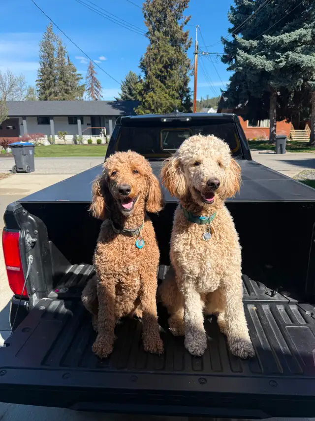 Four Registered Apricot Standard Poodles -  Born April 28th! - Photo 6