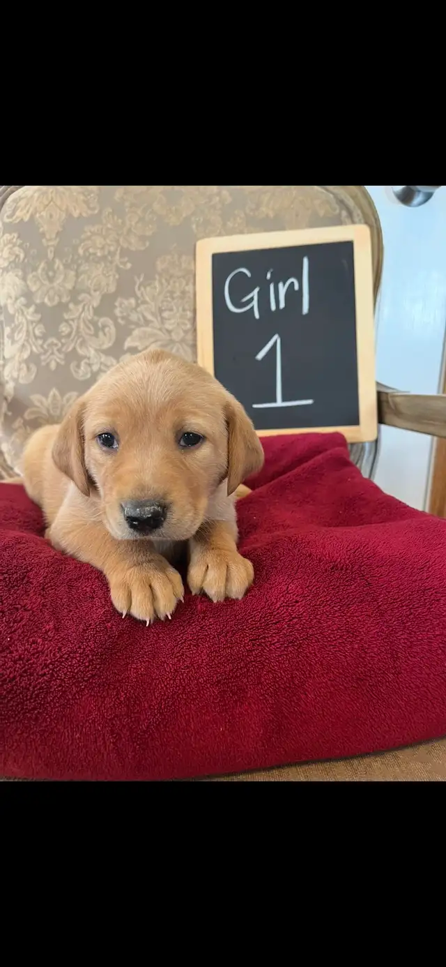 Adorable Red Labrador Retriever Puppy