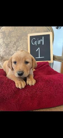 Adorable Red Labrador Retriever Puppy