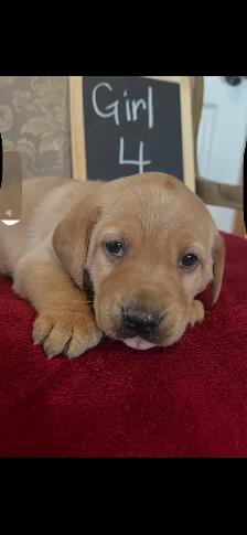 Adorable Red Labrador Retriever Puppy - Photo 4