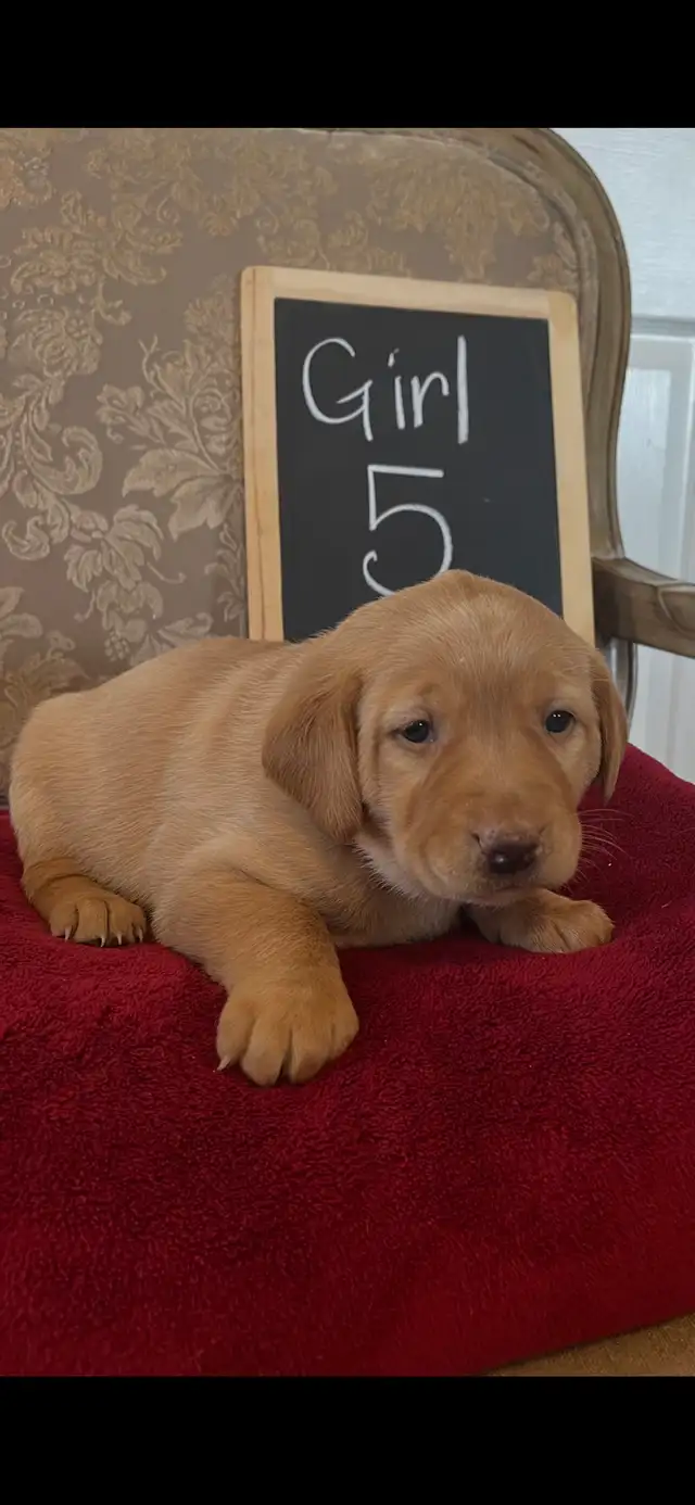 Adorable Red Labrador Retriever Puppy - Photo 5