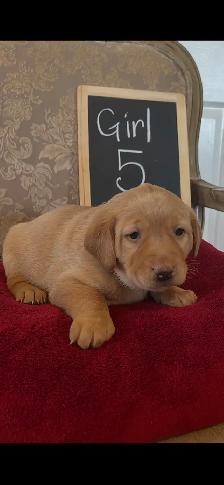 Adorable Red Labrador Retriever Puppy - Photo 5