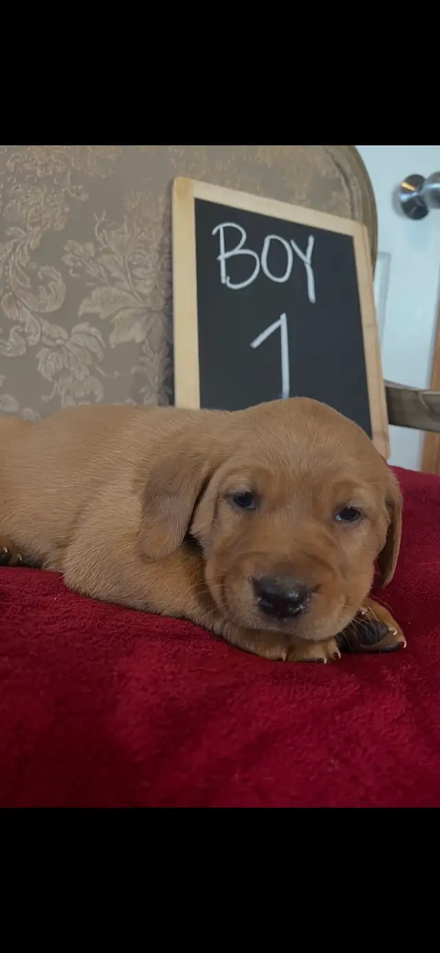 Adorable Red Labrador Retriever Puppy - Photo 6