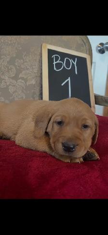 Adorable Red Labrador Retriever Puppy - Photo 6