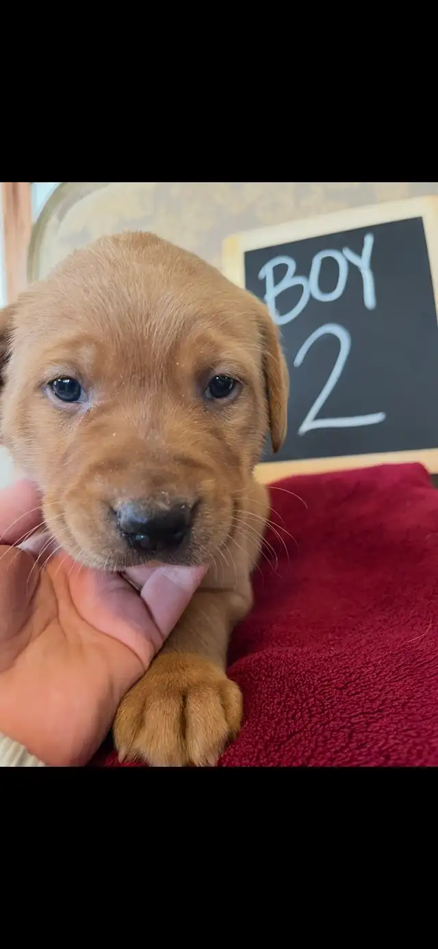 Adorable Red Labrador Retriever Puppy - Photo 7