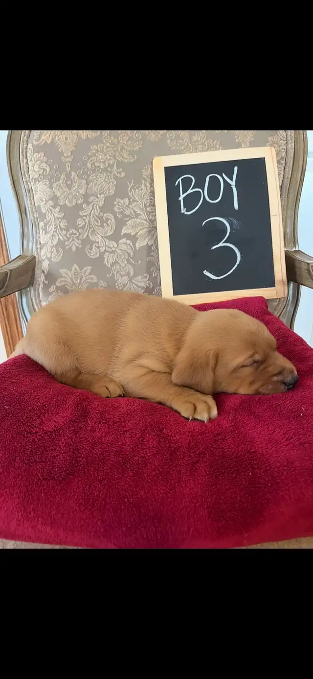 Adorable Red Labrador Retriever Puppy - Photo 8