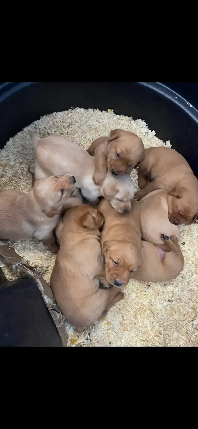 Adorable Red Labrador Retriever Puppy - Photo 9