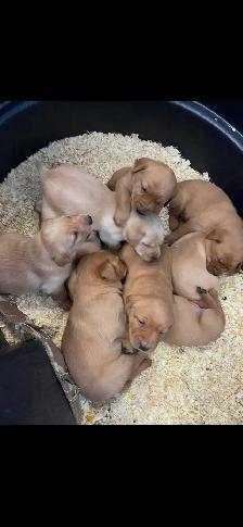 Adorable Red Labrador Retriever Puppy - Photo 9