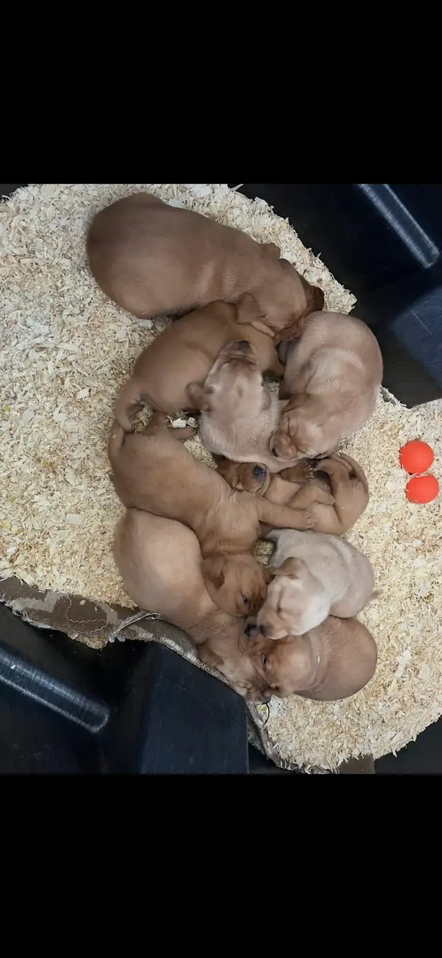 Adorable Red Labrador Retriever Puppy - Photo 10