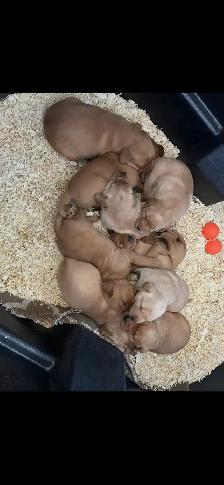 Adorable Red Labrador Retriever Puppy - Photo 10