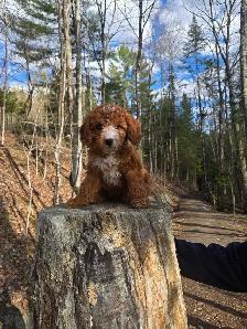 Goldendoodle