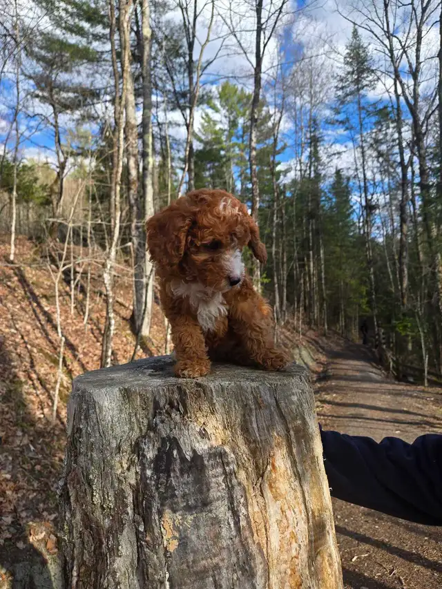 Goldendoodle - Photo 2