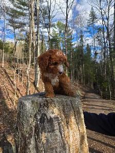 Goldendoodle - Photo 2