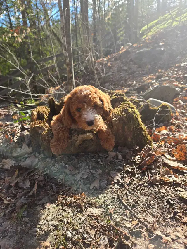 Goldendoodle - Photo 3