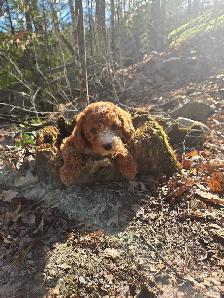 Goldendoodle - Photo 3