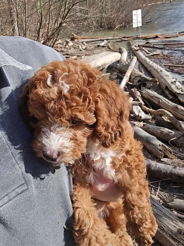 Goldendoodle - Photo 4