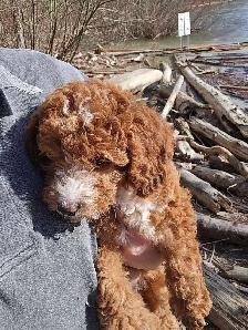 Goldendoodle - Photo 4