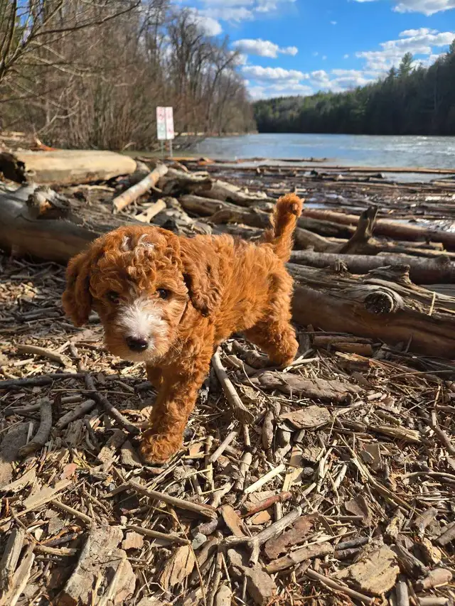 Goldendoodle - Photo 5
