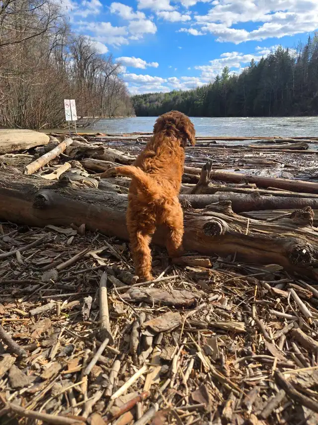 Goldendoodle - Photo 6