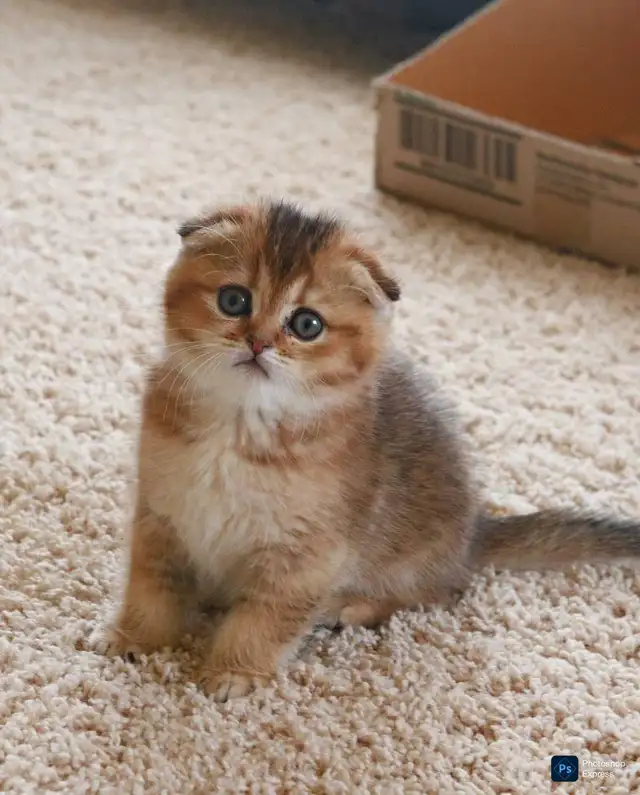 Ready now: Scottish/  British short hair kittens