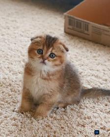 Ready now: Scottish/  British short hair kittens