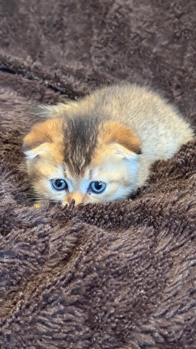 Ready now: Scottish/  British short hair kittens - Photo 2