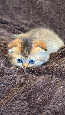 Ready now: Scottish/  British short hair kittens - Photo 2