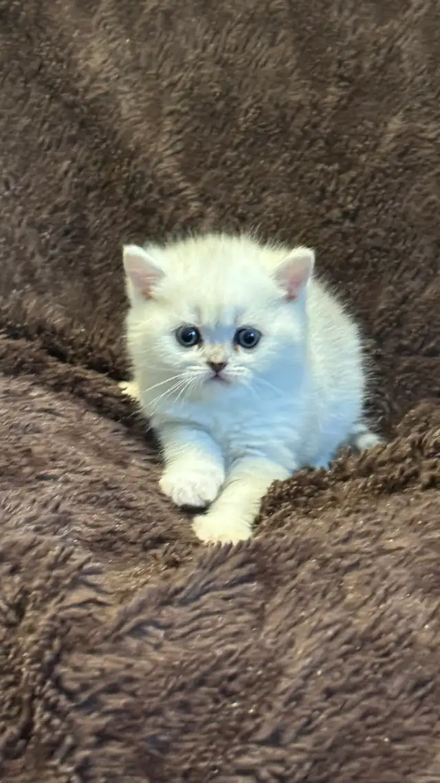 Ready now: Scottish/  British short hair kittens - Photo 3