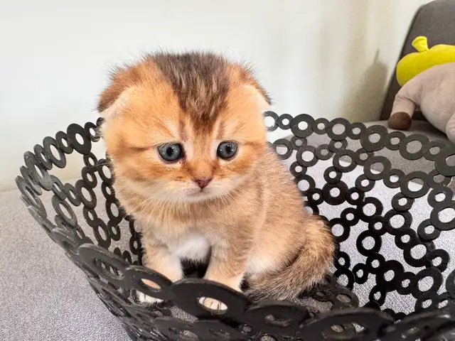 Ready now: Scottish/  British short hair kittens - Photo 4