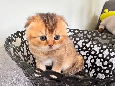 Ready now: Scottish/  British short hair kittens - Photo 4