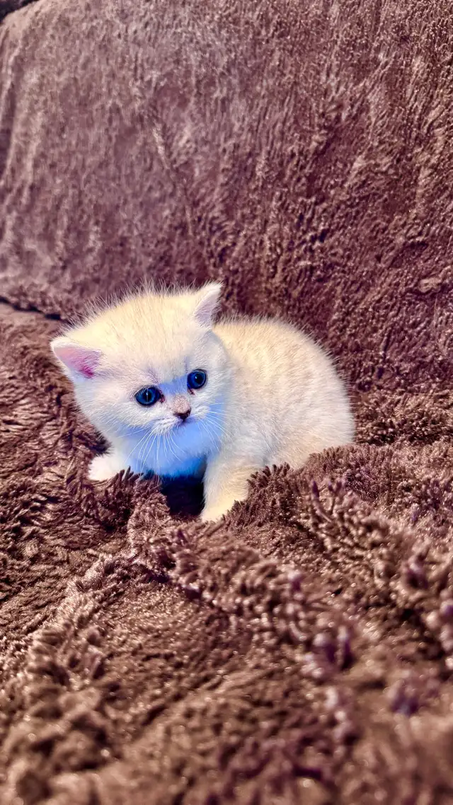 Ready now: Scottish/  British short hair kittens - Photo 5