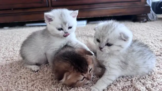 Ready now: Scottish/  British short hair kittens - Photo 6