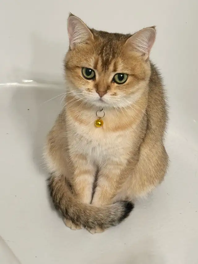 Ready now: Scottish/  British short hair kittens - Photo 8