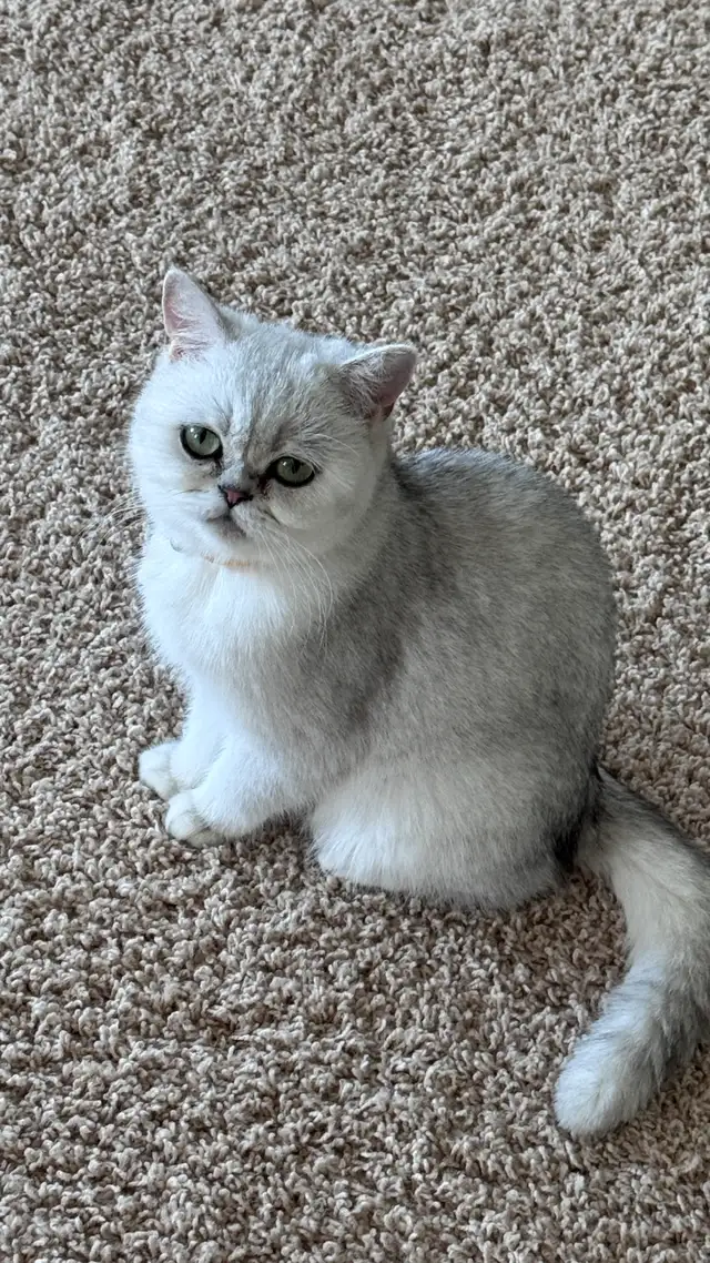 Ready now: Scottish/  British short hair kittens - Photo 9