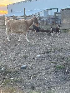 doe doeling pair