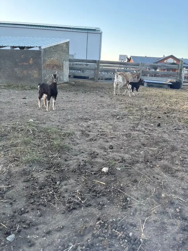 doe doeling pair - Photo 2