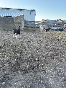 doe doeling pair - Photo 2