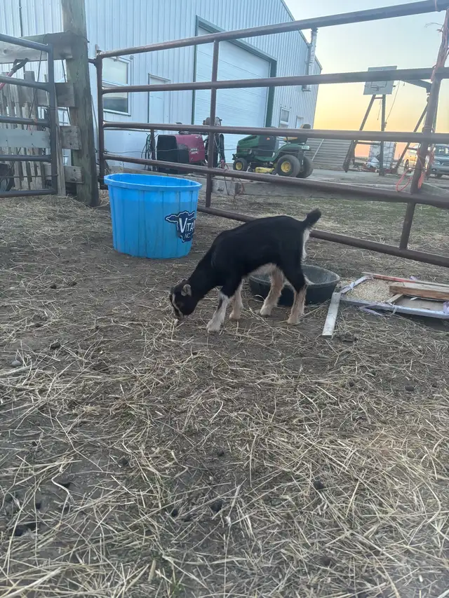 doe doeling pair - Photo 5