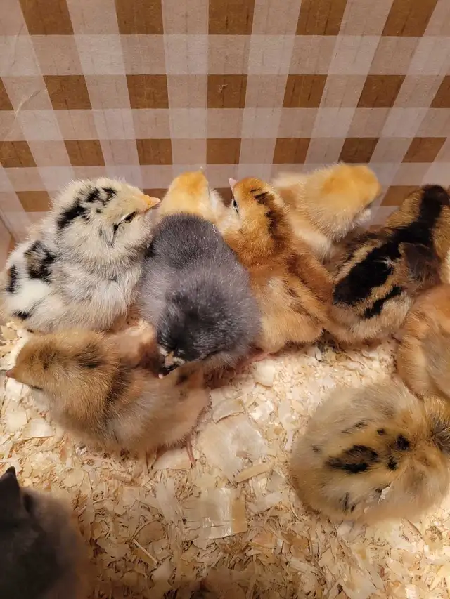 variety of chick- variété de poussin